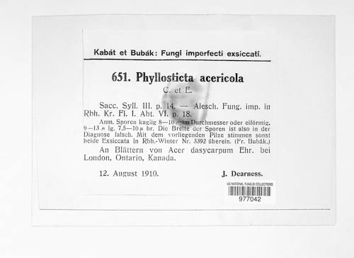 Phyllosticta acericola image